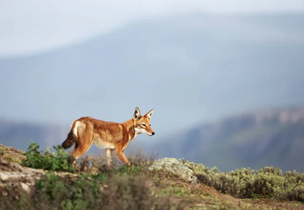Rare and endangered Ethiopian wolf in the highlands of Bale moun — Stock Photo, Image