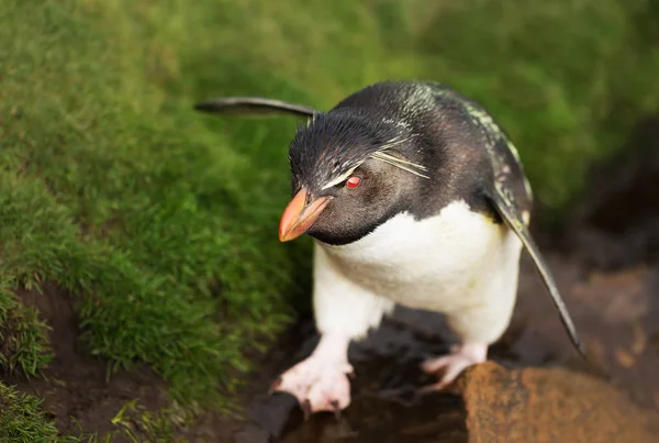 Close up de um rockhopper do Sul andando sobre rochas — Fotografia de Stock