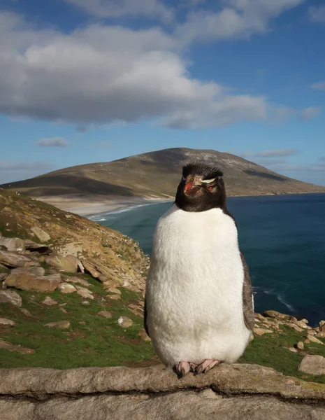 矗立在福克兰群岛沿海地区的岩跳企鹅 — 图库照片