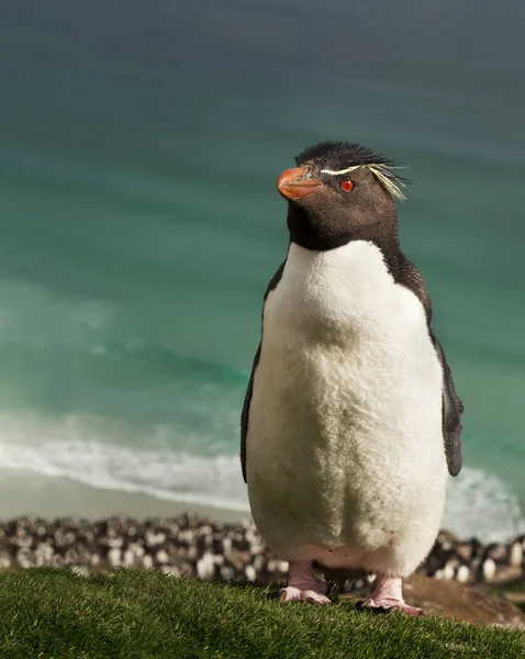 Pinguino di Rockhopper in piedi su una zona costiera — Foto Stock