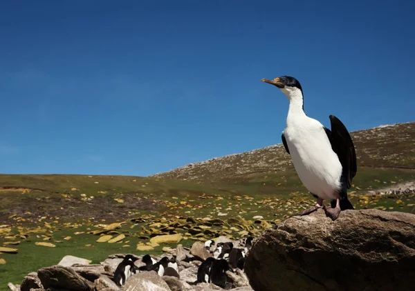 Close-up de um Shag Imperial empoleirado em uma rocha — Fotografia de Stock