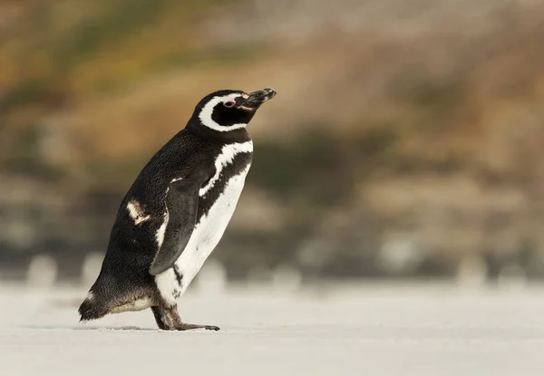 Pinguim-de-magalhães em pé numa costa arenosa — Fotografia de Stock