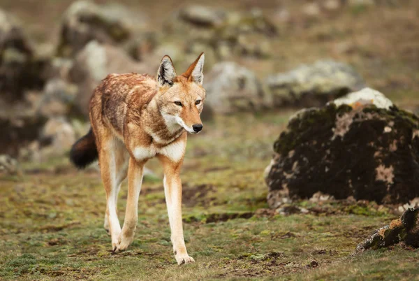 Lobo etíope raro y en peligro de extinción en las tierras altas de Bale moun —  Fotos de Stock