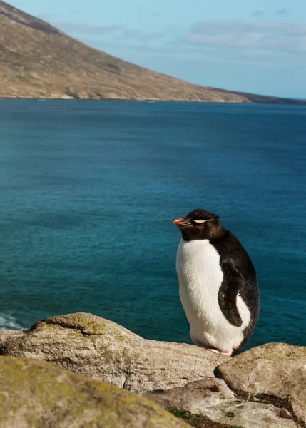 在法尔克拉海岸地区，岩石企鹅站在岩石上 — 图库照片