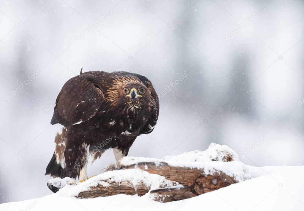 Golden Eagle in the falling snow in winter