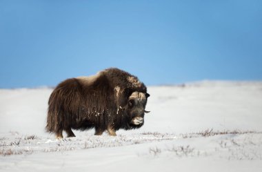 Close up of a male Musk Ox in winter clipart