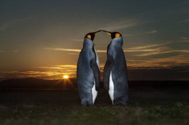 Gün batımında iki Kral penguenin yakın çekim