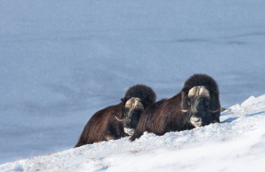 Kışın karda yatan Musk Oxen'In yakın çekim