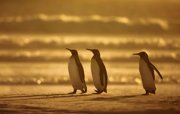 Königspinguine stehen bei Sonnenaufgang an einer Sandküste — Stockfoto