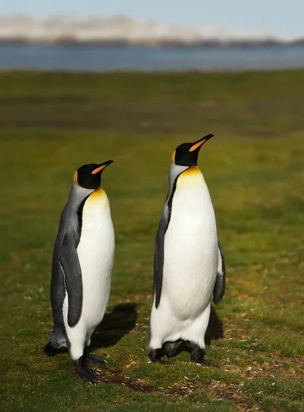 Avvicinamento dei pinguini reali alle Isole Falkland — Foto Stock