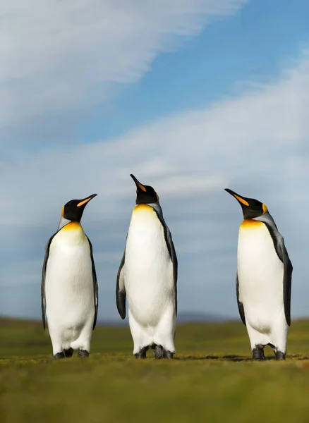 Közelről a király pingvinek egy napsütéses nyári napon — Stock Fotó