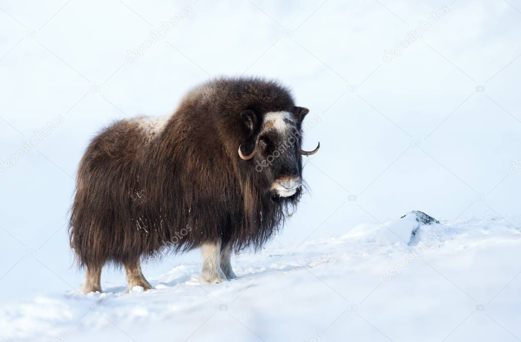 Close up of a Musk Ox in Winter