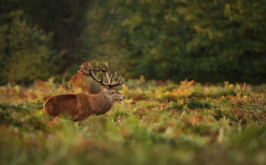 Güz mevsiminde azgın Kızıl geyik geyik
