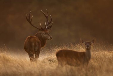 Rutting sezon sırasında bir arka ile kırmızı geyik geyik 