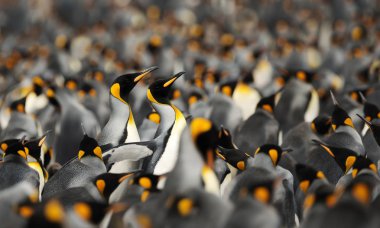 Kral penguenler Voluntee de penguenler bir grup yol yapım