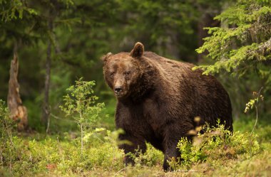 Close-up of a huge European brown bear male in boreal forest clipart