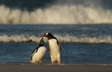 Gentoo penguen civciv yiyecek isteyen
