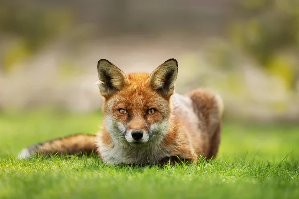 Närbild av en röd räv om på gräs — Stockfoto