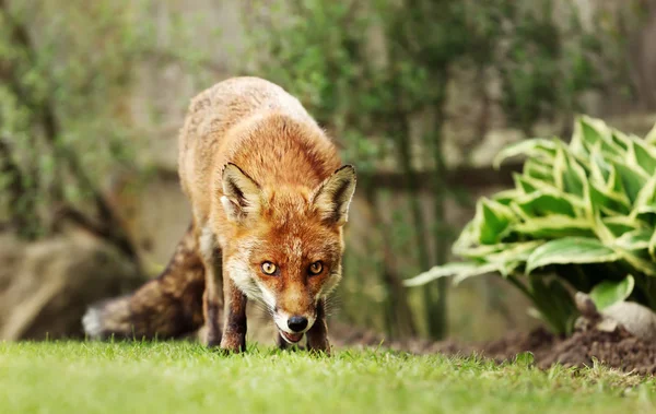 Närbild av en rödräv i trädgården — Stockfoto