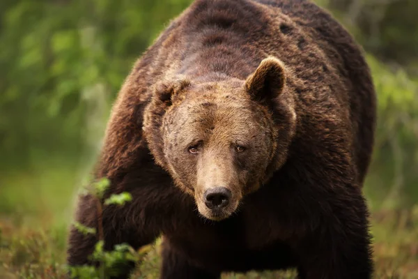 Primer plano de un enorme oso pardo europeo — Foto de Stock