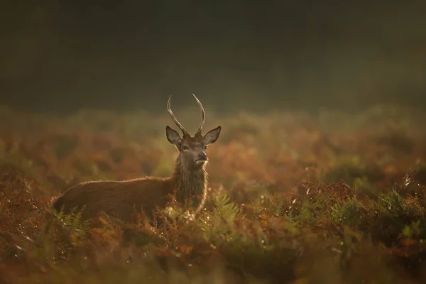 안개낀 아침에 러팅 시즌 동안 젊은 빨간 사슴 사슴 수사슴 — 스톡 사진