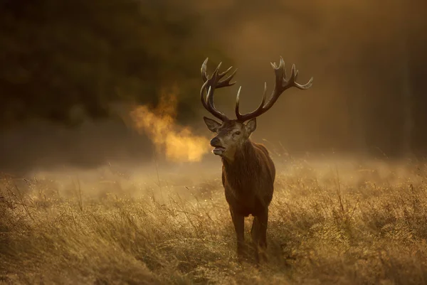 Ciervo rojo ciervo durante la temporada de fricción con la respiración condensación en da —  Fotos de Stock