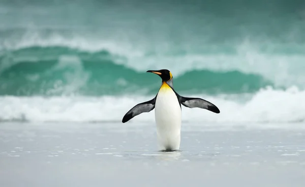 Rei pinguim em pé em uma costa arenosa contra grandes ondas — Fotografia de Stock