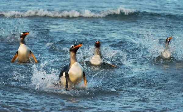 Κλείσιμο των πιγκουίνων του Gentoo καταδύσεις στο νερό — Φωτογραφία Αρχείου