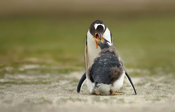 Gentoo pinguim alimentando um pintainho muda com comida regurgitada — Fotografia de Stock