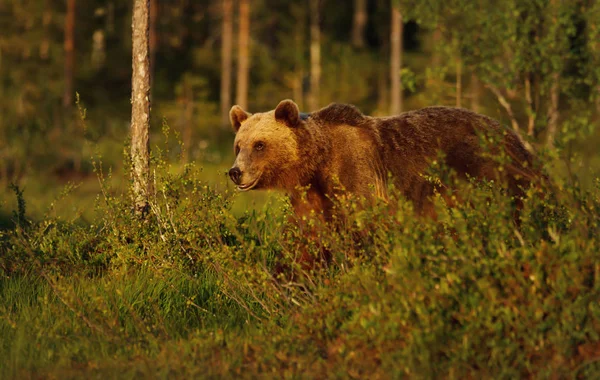Primer plano del oso pardo europeo macho en bosque boreal — Foto de Stock