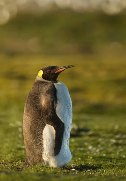 Raja penguin berdiri di rumput di musim panas — Stok Foto