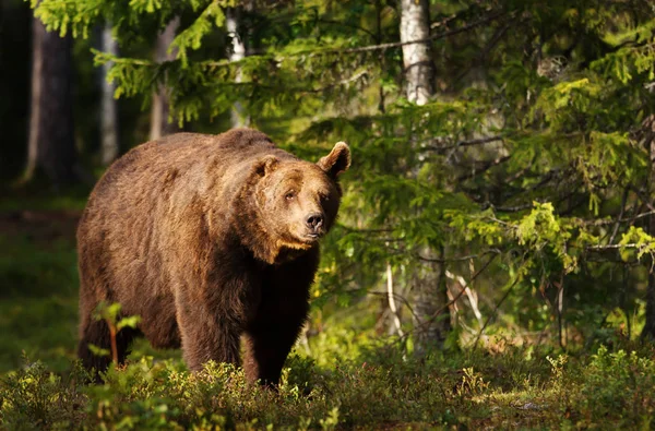 Close-up de urso marrom europeu com uma orelha na floresta boreal — Fotografia de Stock