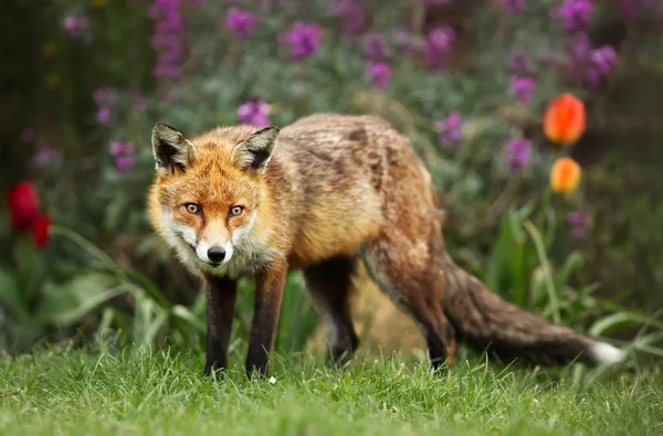 Närbild av en rödräv bland blommor — Stockfoto