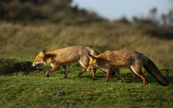 Raposas vermelhas perseguindo uns aos outros no campo — Fotografia de Stock
