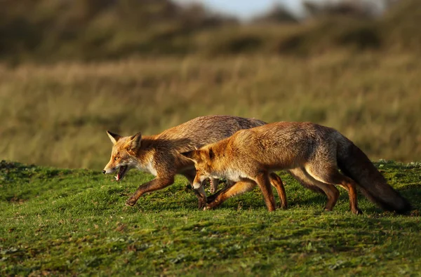 Rotfüchse jagen sich auf dem Feld — Stockfoto