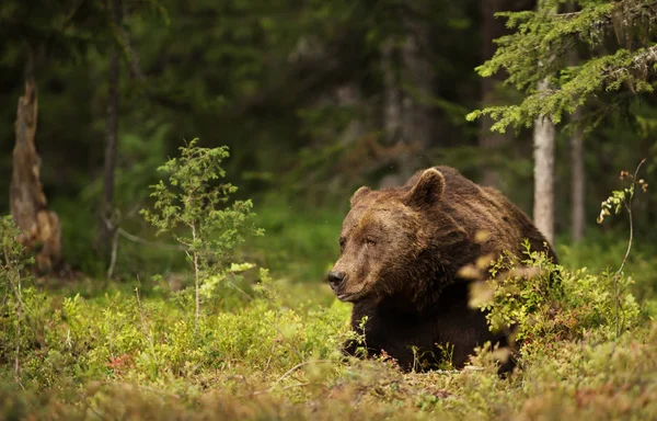 Primer plano de un oso pardo europeo macho acostado en un bosque boreal — Foto de Stock