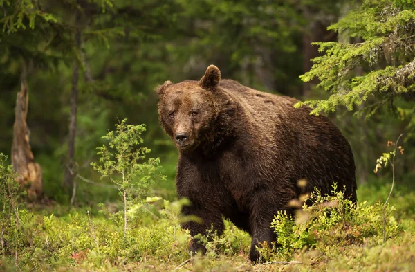 一只巨大的欧洲棕熊雄性在北方森林的特写 — 图库照片