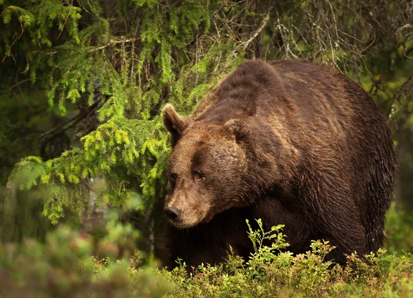 Close-up van een enorme Europese bruine beer man in boreale bos — Stockfoto