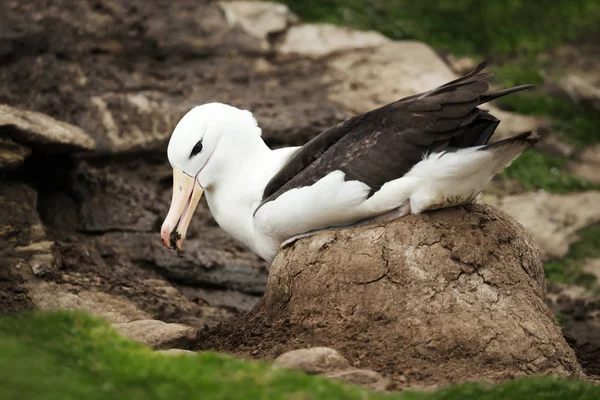 Black-browed Albatross building a mud pillar nest — Stock Photo, Image