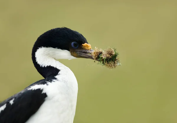 Císařský šál s vnořením do zobáku — Stock fotografie