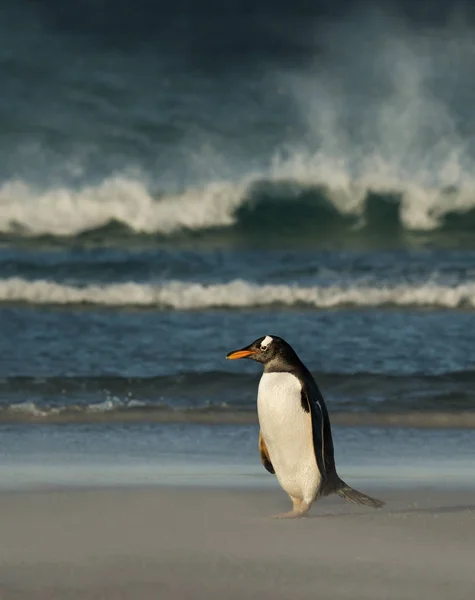 Gentoo pingouin debout sur une plage de sable contre les grandes vagues — Photo