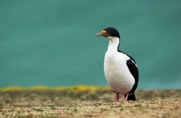 Close-up of an Imperial shag, Falkland Islands. — Stock Photo, Image