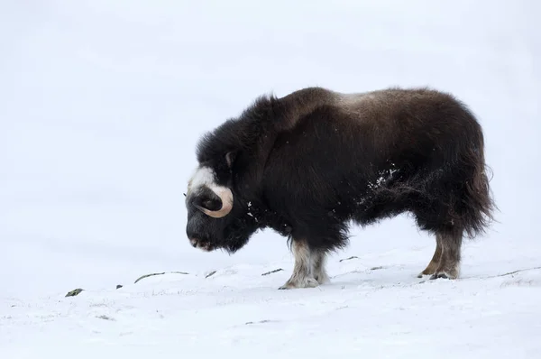 Nahaufnahme eines jungen Moschusochsen im Schnee — Stockfoto