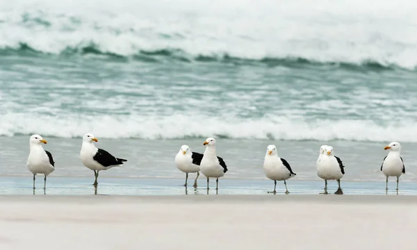 Skupina Kelp racků na písečné pláži — Stock fotografie