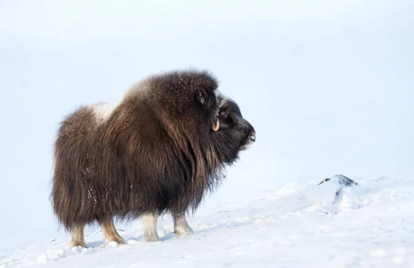 Fechar de um boi de almíscar no inverno — Fotografia de Stock