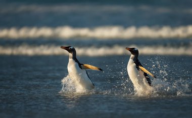 Okyanustan dönen iki Gentoo pengueni