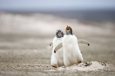 İki genç Gentoo pengueni birbirini kovalıyor.