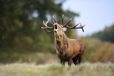Sonbaharda rutting sezonunda kırmızı geyik geyik arama