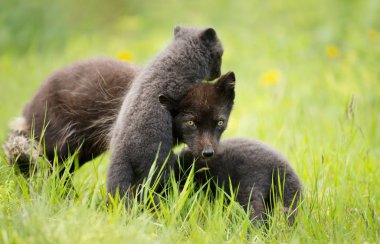 Arctic fox with playful cubs in summer clipart