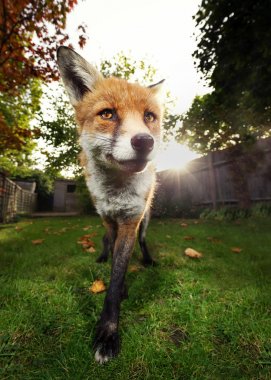 Sonbaharda bahçede duran kızıl tilki